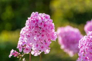 Obraz premium Pink phlox flowers. Phlox paniculata. Flowering herbaceous plants. Blooming phlox paniculata in the garden