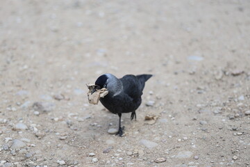 a jackdaw with rotten leaves in its beak walks along a gravel path