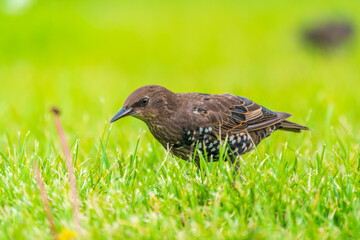 The common starling or European starling, Sturnus vulgaris, on a sprng lawn.