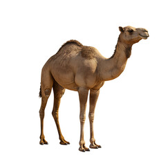 Camel Carrying Colorful Cargo On Transparent Background


