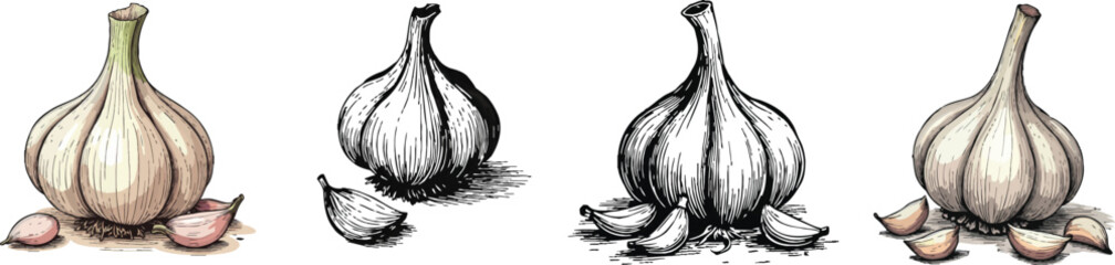 Cut Out Set of Garlic bulb with cloves isolated on Transparent or white background, Vintage sketch vector illustration.