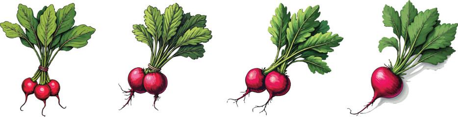 Set of Four Fresh Red Radishes with Green Leaves Vector Illustration