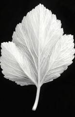 black and white leaf