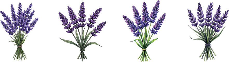 Set of 4 Lavender Flower Bouquets Vector Illustration