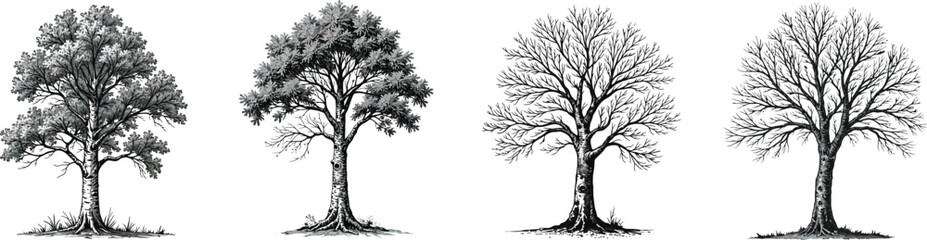 Cut Out Set of Birch tree with trunk and branches isolated on Transparent or white background, Vintage sketch vector illustration.