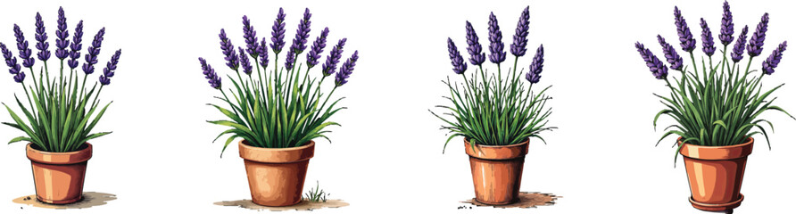 Fototapeta premium Cut Out Set of Lavender plant in pot isolated on Transparent or white background, Vintage sketch vector illustration.