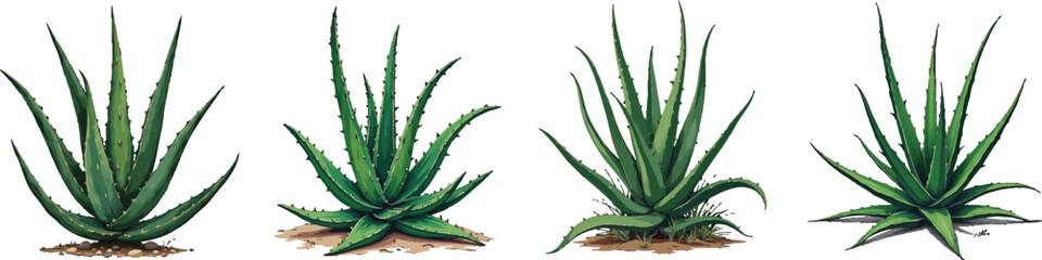 Fototapeta premium Set of 4 Green Aloe Vera Plants Vector Illustration