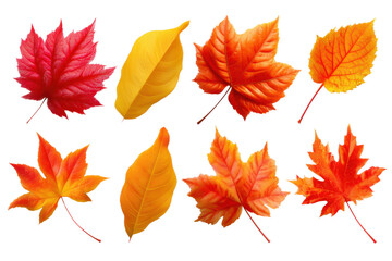 Fototapeta premium Autumn Leaves: A vibrant collection of autumn leaves in various shapes and shades, illustrating the colorful transformation of nature in the fall season, highlighting the beauty of the season.