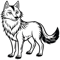 Obraz premium Grey Wolf illustration white background