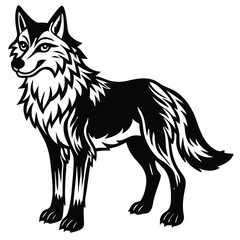 Obraz premium Grey Wolf illustration white background