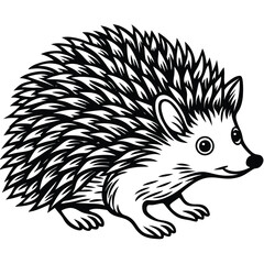 hedgehog illustration white background