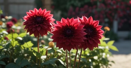 Rich wine colored dahlia contrasting with soft focus garden shadows, elegant background, delicate petals