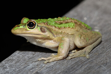 Motorbike frog (Litoria (Ranoidea) moorei)