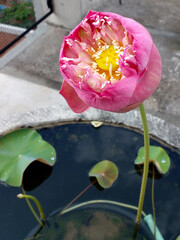 lotus flower in the garden