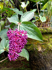 wild strawberry plant