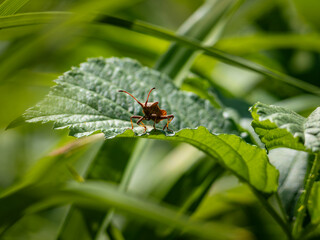 fly on leaf