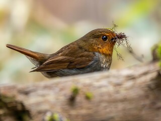 森の中で巣材をくわえて運んでいるコマドリの雌