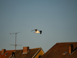 Möwe im flug