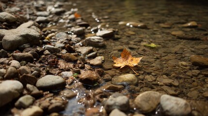 Fototapeta premium A single vibrant autumn leaf lies on smooth river rocks, illuminated by warm golden hour light, creating a tranquil urban environment by the water
