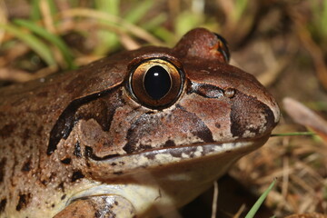 Giant barred frog (Mixophyes iteratus)