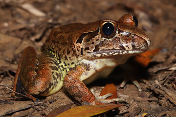 Giant barred frog (Mixophyes iteratus)
