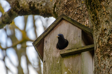 A black starling peeking out from a rustic wooden birdhouse in spring. A starling looks alert from inside a birdhouse, captured close-up in early spring in a calm forest setting.