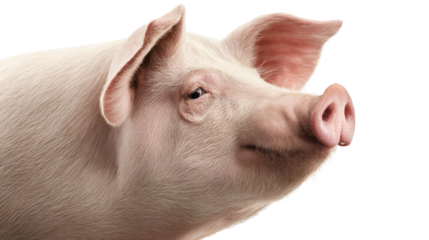 A close-up portrait of a pink pig with its head tilted and its eyes looking directly at the camera. The pig's pink nose and large ears are prominently displayed.
