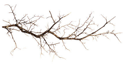 Fototapeta premium Bare Branch: Intricate details of a gnarled, leafless branch against a clean background. Perfect for design projects needing a rustic or autumnal touch.