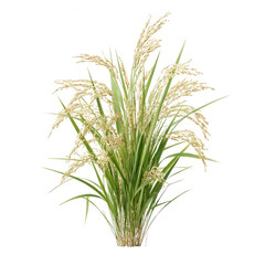 Obraz premium A vibrant bunch of cultivated wild rice stalks with long green leaves and golden grains is isolated on a bright white background, showcasing natural beauty.