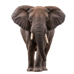 Elephant standing pose, wildlife and nature themes, isolated on transparent background
