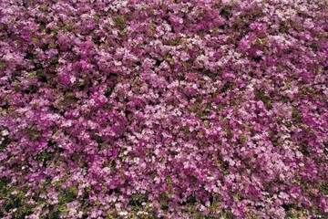 Lush carpet of tiny pink flowers