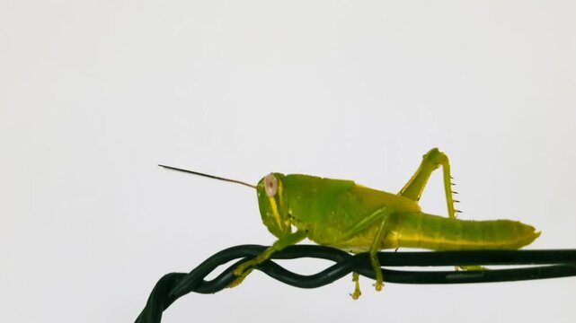 Close-Up of Green Grasshopper on Black wire Isolated on White Background
