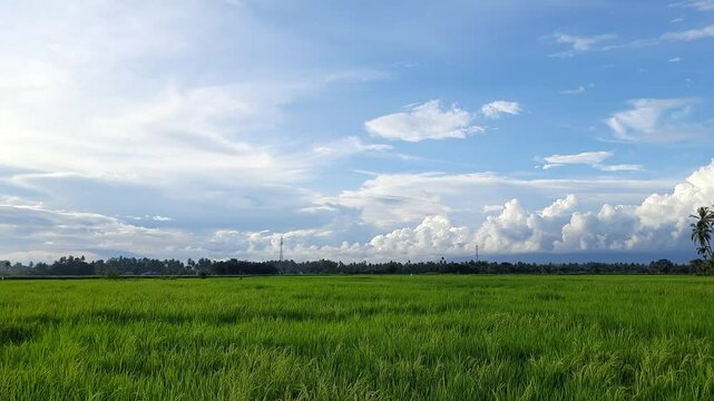 Beautiful Rice Field Landscape in Marabau Village, Pariaman, Indonesia