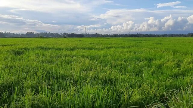 Scenic Green Rice Field under Beautiful Cloudy Sky in Marabau Village, Pariaman, Indonesia