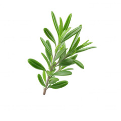 Naklejka premium Fresh thyme sprig with vibrant green leaves is isolated on a clean white background, perfect for culinary or botanical illustrations and design elements.