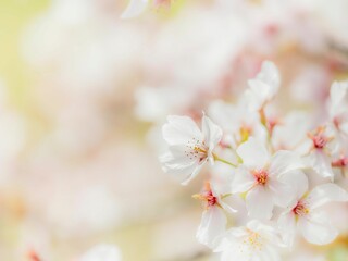 Fototapeta premium 桜の花のある風景。まばゆい光に照らされてボケた様子。