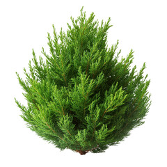 Arborvitae Tree isolated on transparent background