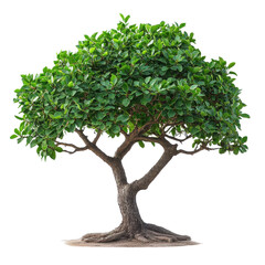 Bael Tree isolated on transparent background
