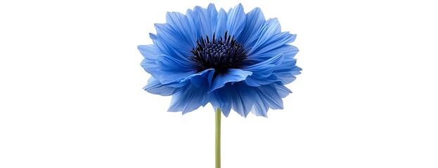Blue flower, studio shot, white background