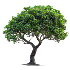 Carob Tree isolated on transparent background
