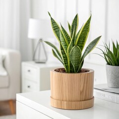 green plant in a pot