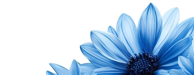 Blue flower corner, white background, floral design