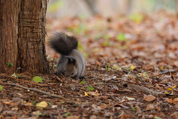 北海道　秋のエゾリス