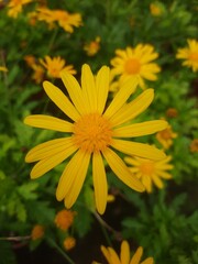 yellow flowers in the garden