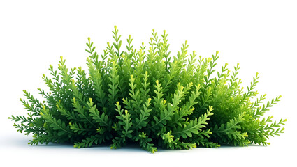 Fototapeta premium A Meticulously Arranged Cluster of Lush Green Shrubs in a Natural Garden Setting