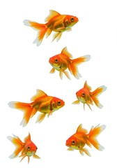 Fototapeta premium Five Goldfish on White Background Photo