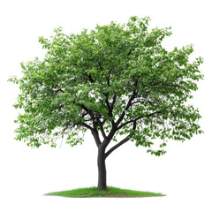 Hackberry Elm Tree isolated on transparent background