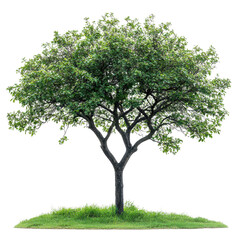 Hawthorn Tree isolated on transparent background