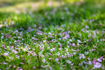 A beautiful bunch of pink and white flowers are gently laying on the grass