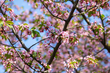 A tree with pink flowers and green leaves against a blue sky